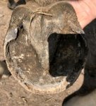 Brieze back hoof.jpg
