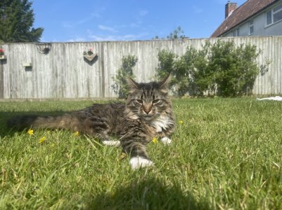 BEBF27C1-B4A6-4FEB-8FEA-0812E4909EDE.jpeg BEBF27C1-B4A6-4FEB-8FEA-0812E4909EDE.jpeg