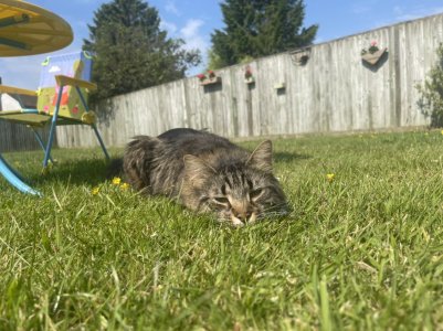 D14431D7-717E-4B1E-9DCD-06842310DE16.jpeg D14431D7-717E-4B1E-9DCD-06842310DE16.jpeg