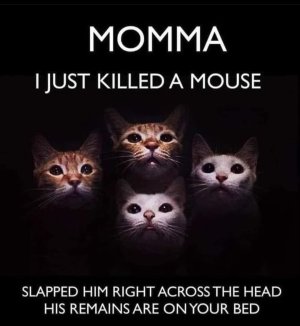 Screenshot_20230619_175350_Instagram.jpg Screenshot_20230619_175350_Instagram.jpg