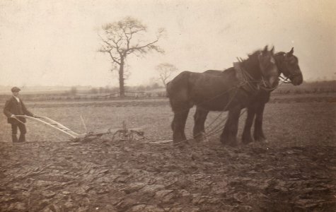 sfj_ploughing_single_horse_02.jpg