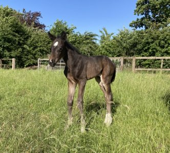 IMG_4831.jpeg IMG_4831.jpeg