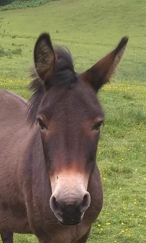 molly cropped rip.jpg molly cropped rip.jpg