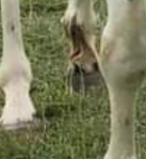 Screenshot_20230704-081713_Gallery.jpg Screenshot_20230704-081713_Gallery.jpg