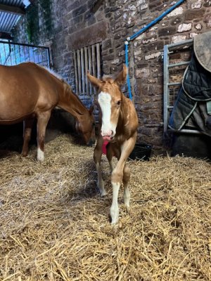 4315245E-EB5A-420D-BF1A-3011126C9010.jpeg 4315245E-EB5A-420D-BF1A-3011126C9010.jpeg