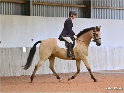 otto dressage 3.jpg