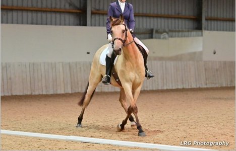 otto dressage1.jpg