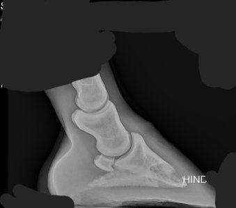 Hoof one .jpg