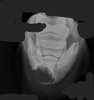 Hoof 2.jpg