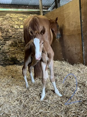 0970FE00-B9DE-4F40-8F90-5A259168246D.jpeg 0970FE00-B9DE-4F40-8F90-5A259168246D.jpeg