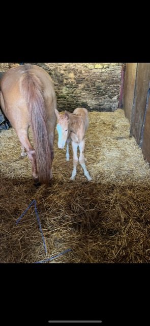 147E599B-E3CA-45F6-B66C-036A8AEFEBF2.jpeg 147E599B-E3CA-45F6-B66C-036A8AEFEBF2.jpeg