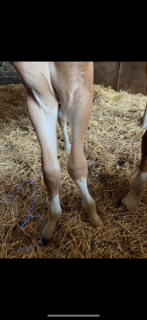 EBD116DD-750B-4CB5-A53B-379ABCB7C8F1.jpeg EBD116DD-750B-4CB5-A53B-379ABCB7C8F1.jpeg