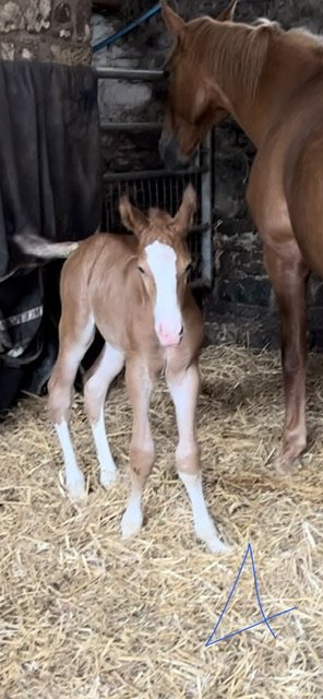 13E569EE-E8D1-4E18-90EF-AD22D4441737.jpeg 13E569EE-E8D1-4E18-90EF-AD22D4441737.jpeg