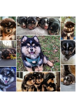 IMG_20230727_215039_(700_x_1000_pixel).jpg IMG_20230727_215039_(700_x_1000_pixel).jpg