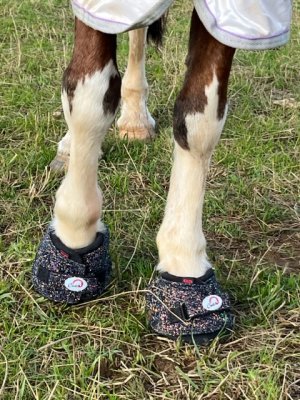 850DFE9F-03C5-4AF2-86E8-C383D65C115B.jpeg 850DFE9F-03C5-4AF2-86E8-C383D65C115B.jpeg