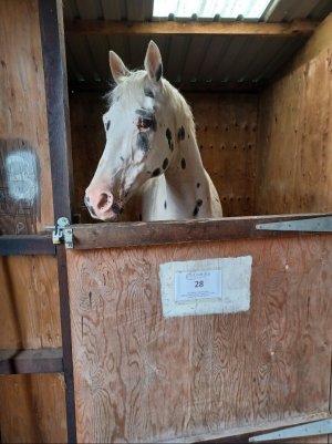 Screenshot_20230805_211256_Gallery.jpg Screenshot_20230805_211256_Gallery.jpg