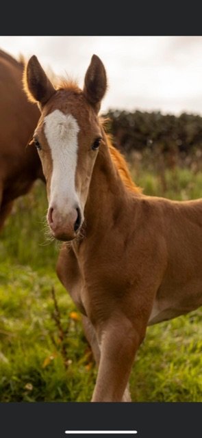 80C7F7E7-2664-4AD1-A099-4B8EDBEBA82D.jpeg 80C7F7E7-2664-4AD1-A099-4B8EDBEBA82D.jpeg