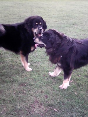 Bliss and Sunrise.jpg