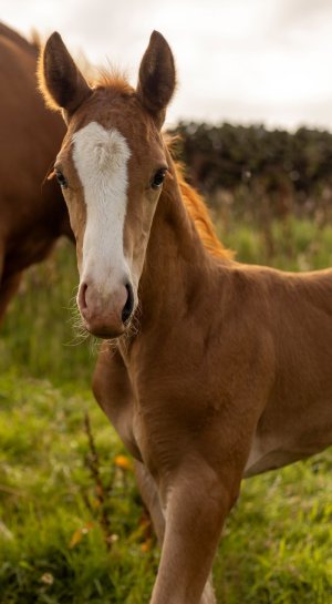 small 3.jpg small 3.jpg