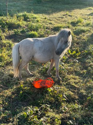 WhatsApp Image 2023-08-18 at 07.38.57.jpeg