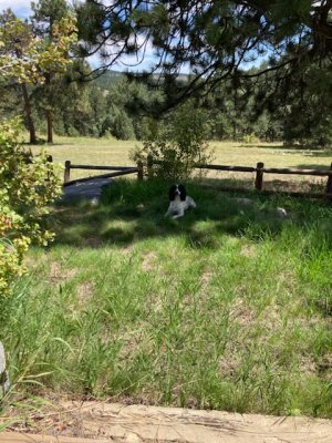 A48F5E2A-E5BD-49E5-9D7F-E7EC71372215.jpeg A48F5E2A-E5BD-49E5-9D7F-E7EC71372215.jpeg