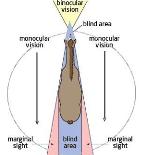 horse-vision-chart.jpg