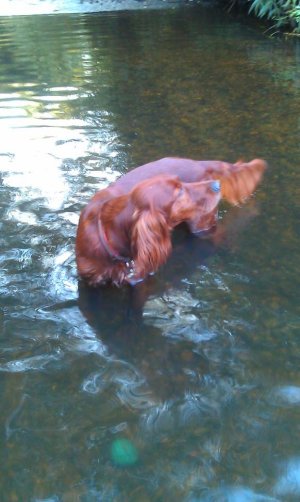 1274460_10151861371535730_459972197_o.jpg 1274460_10151861371535730_459972197_o.jpg