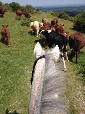 Cows.jpg
