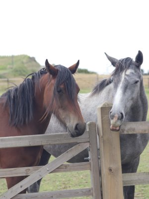 350A2A0F-FA48-4CB4-B476-C18345F03737.jpeg 350A2A0F-FA48-4CB4-B476-C18345F03737.jpeg