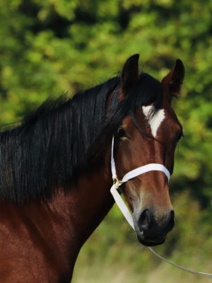 75ABA849-9DE0-4BE9-869A-F820A4B30F0D.jpeg 75ABA849-9DE0-4BE9-869A-F820A4B30F0D.jpeg