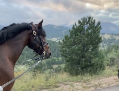 E813F33A-7FA7-4EFD-8A15-2D1598062FD0.jpeg E813F33A-7FA7-4EFD-8A15-2D1598062FD0.jpeg