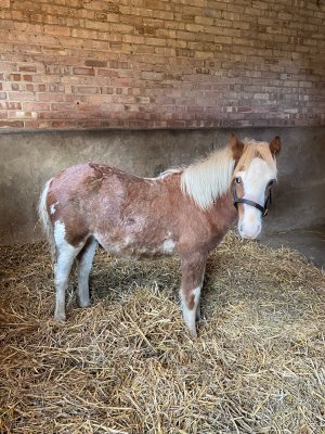 CB448954-2F6D-4990-B2EC-B1EDB812F48F.jpeg CB448954-2F6D-4990-B2EC-B1EDB812F48F.jpeg