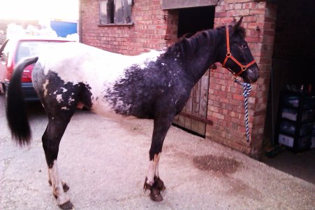 743CFDD7-31F4-4FBC-8400-E87BA1EF3D85.jpeg 743CFDD7-31F4-4FBC-8400-E87BA1EF3D85.jpeg