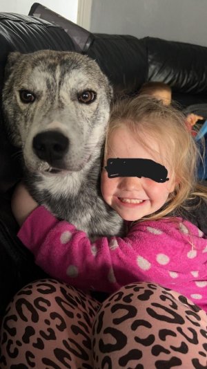 bully husky.jpg bully husky.jpg