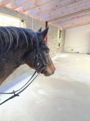 Squidgy - headcollar bridle .jpg