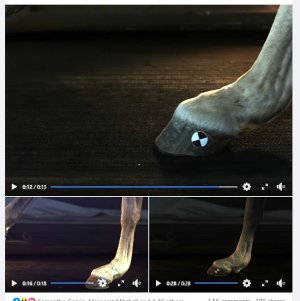 pastern drop shod barefoot.JPG