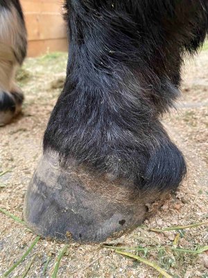 Hoof.jpg Hoof.jpg