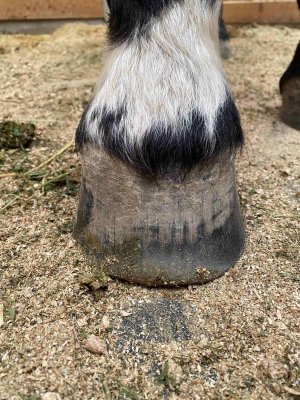 Hoof 2.jpg Hoof 2.jpg