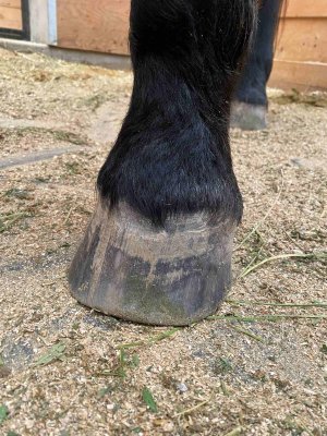 Hoof 3.jpg Hoof 3.jpg