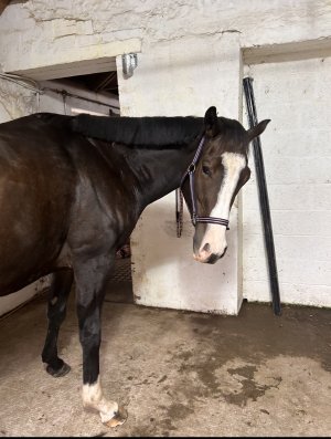 IMG_0477.jpeg IMG_0477.jpeg