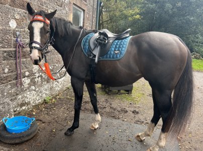 IMG_0476.jpeg IMG_0476.jpeg