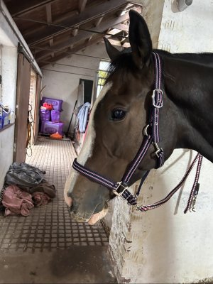 IMG_0475.jpeg IMG_0475.jpeg