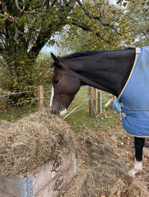 IMG_0474.jpeg IMG_0474.jpeg