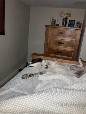 24AB2608-E33C-4271-BF4A-13865B7C82CE.jpeg 24AB2608-E33C-4271-BF4A-13865B7C82CE.jpeg