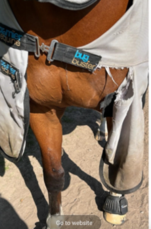 1697538740135.png 1697538740135.png