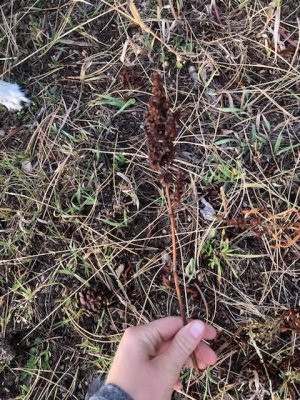 005EB7C6-8A4E-4723-BB65-2DAF97BE5DE3.jpeg 005EB7C6-8A4E-4723-BB65-2DAF97BE5DE3.jpeg