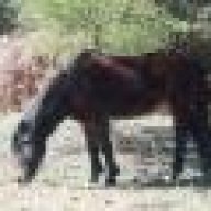 LittleMissHorsey2885