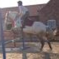 DappleGreyDaydreamer