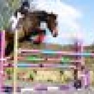 TeddylikeSecretariat