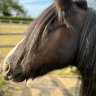 HaplessHorse